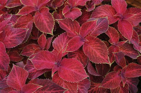 red coleus