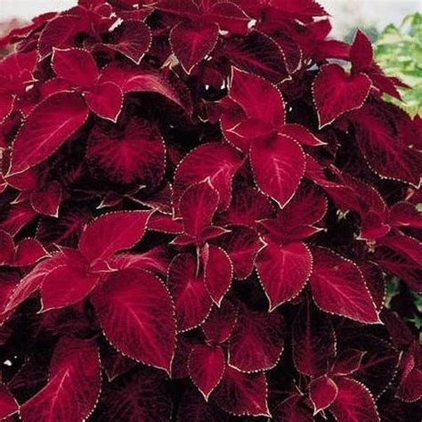 red coleus plants