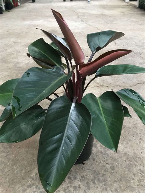 red congo