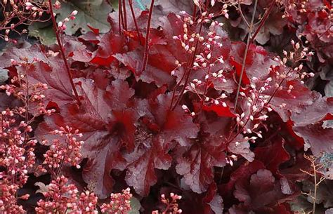 red coral bells