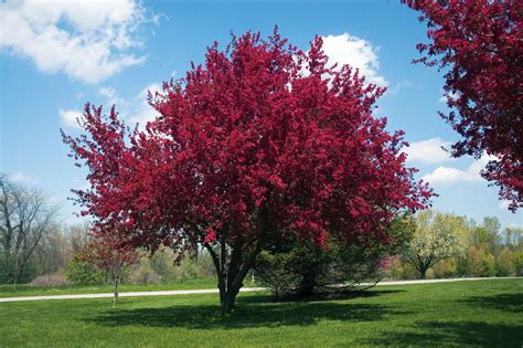 red crabapple tree