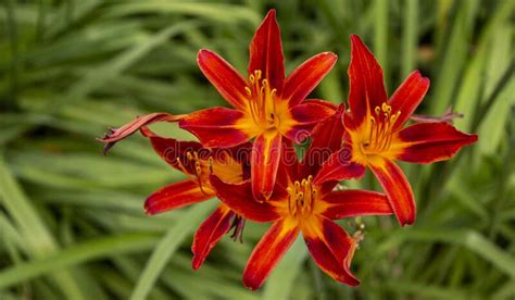 red day lilies