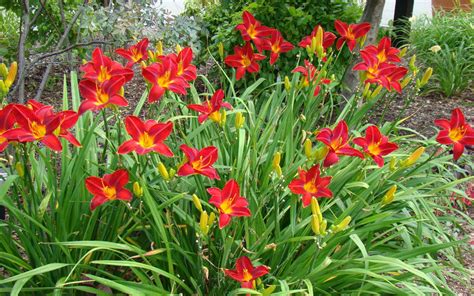 red day lily