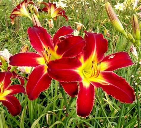 red daylily varieties