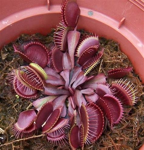red dragon venus flytrap