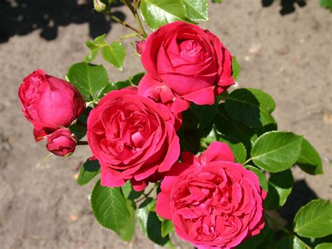 red eden rose