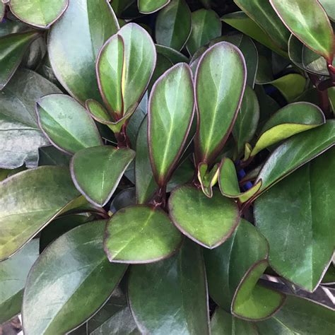 red edge peperomia