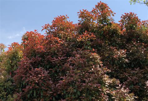 red evergreen shrubs