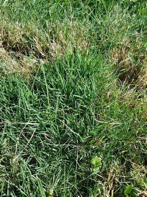red fescue planting