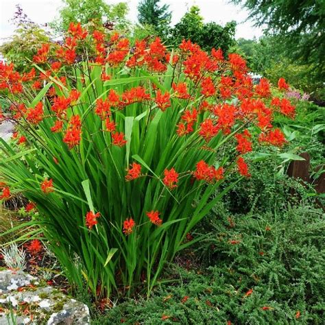 red flower bulbs