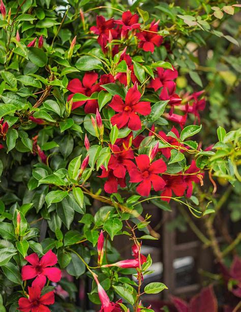 red flower creeper plant