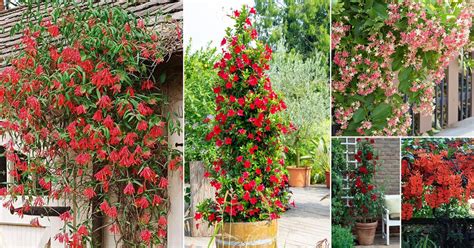 red flower creeper plant