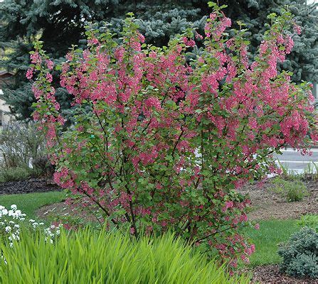 red flowering currant companion plants