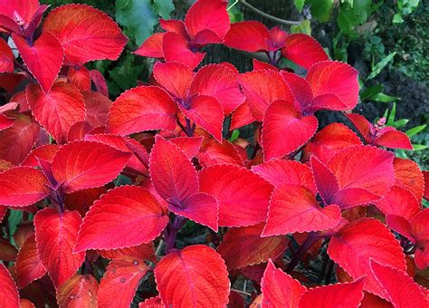 red foliage plants