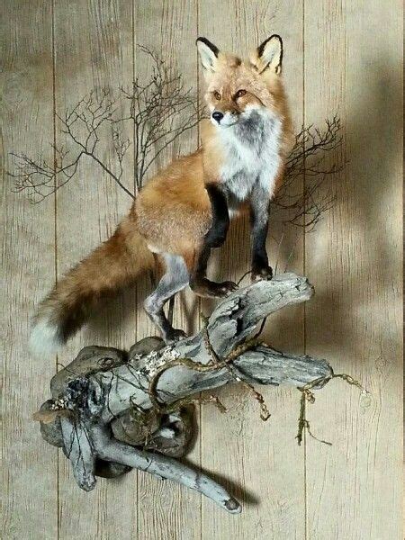 red fox mount ideas