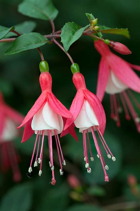 red fuchsia