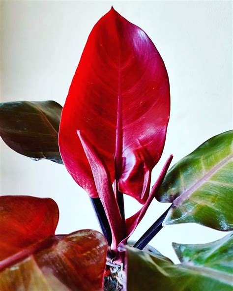 red green leaf plant