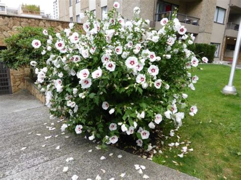 red heart rose of sharon