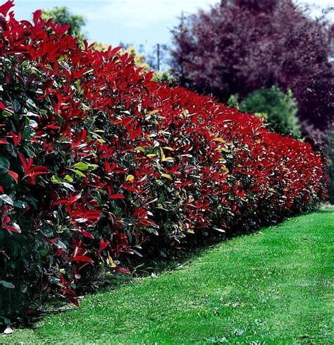 red hedge