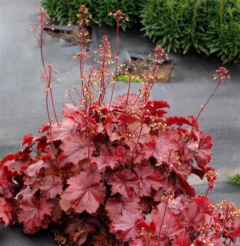 red heuchera