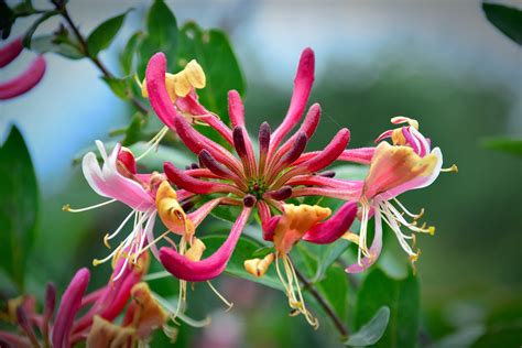 red honeysuckle vine