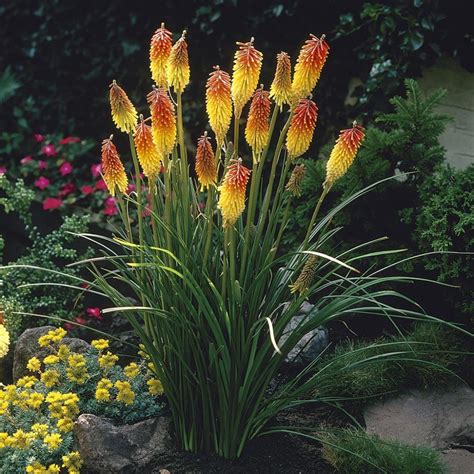 red hot poker plant zone