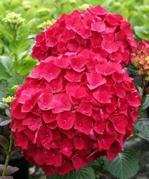 red hydrangea flowers