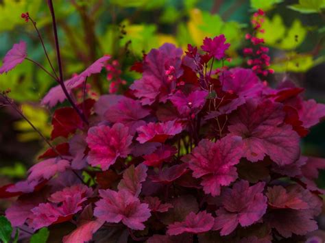 red leaf perennials