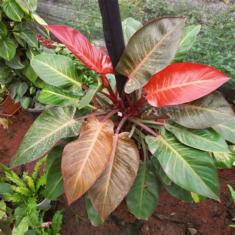 red leaf philodendron
