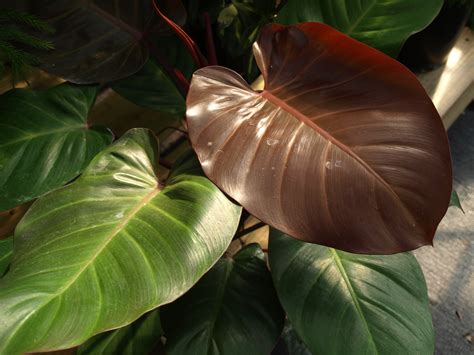 red leafed philodendron