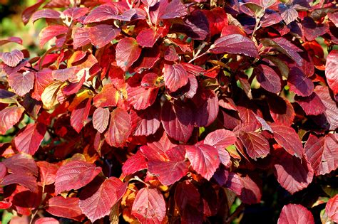 red leafed shrub
