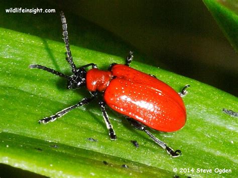 red lily beetle
