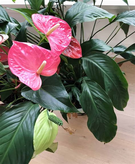 red peace lily