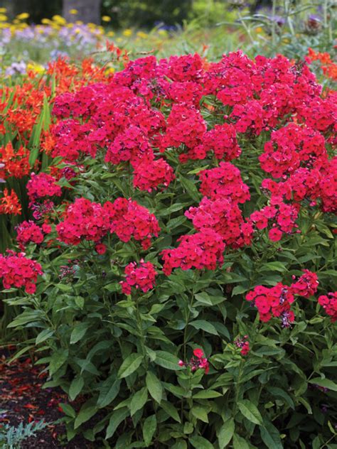 red phlox