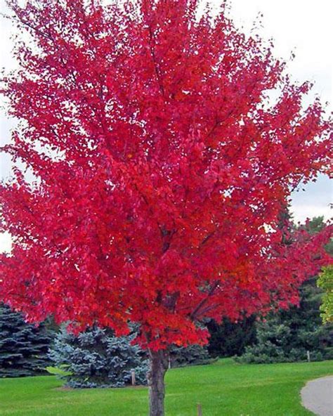 red point maple tree