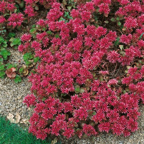 red sedum ground cover