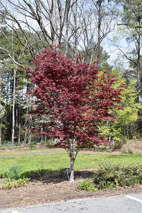 red select japanese maple