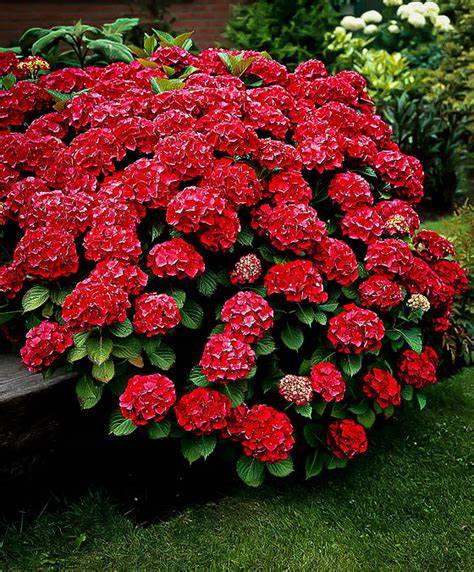 red sensation hydrangea