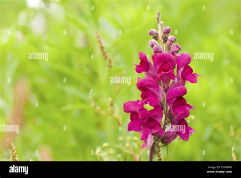 red snapdragon
