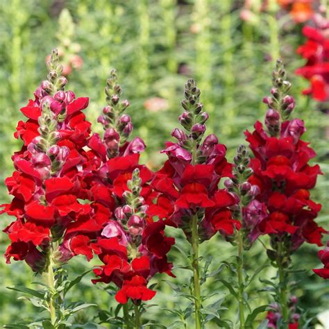 red snapdragon flower