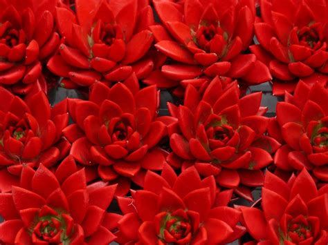 red succulent