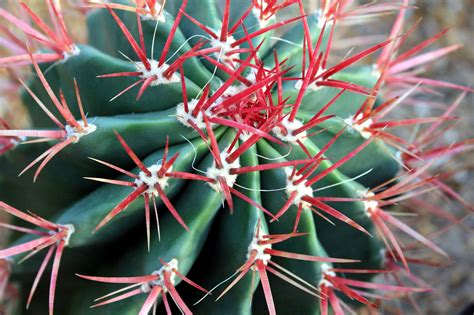 red thorn cactus