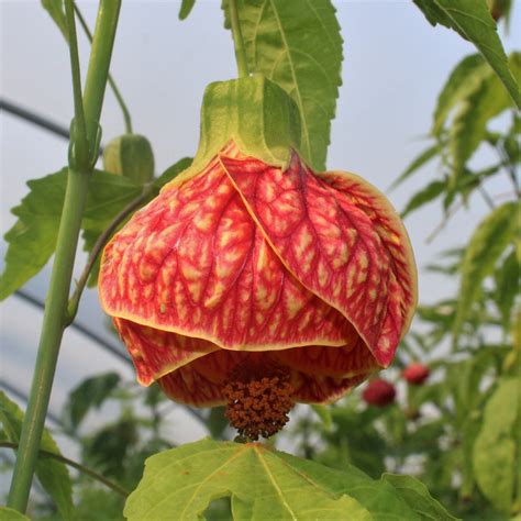 red tiger flowering maple