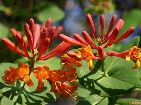 red trumpet honeysuckle