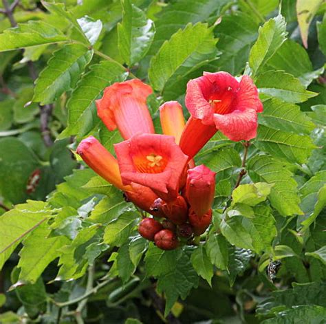 red trumpet shaped flowers