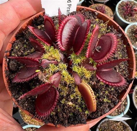 red venus fly trap