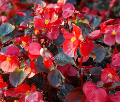 red wax begonia