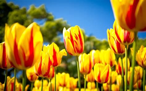 red yellow tulips