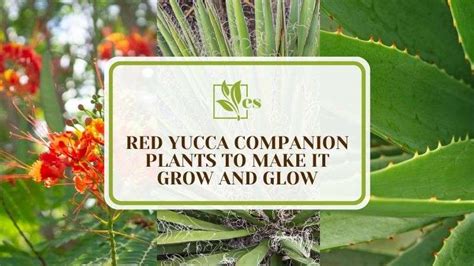 red yucca companion plants