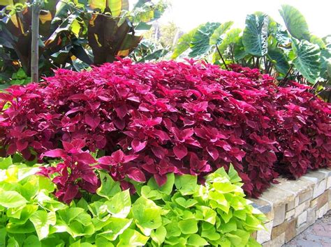 redhead coleus